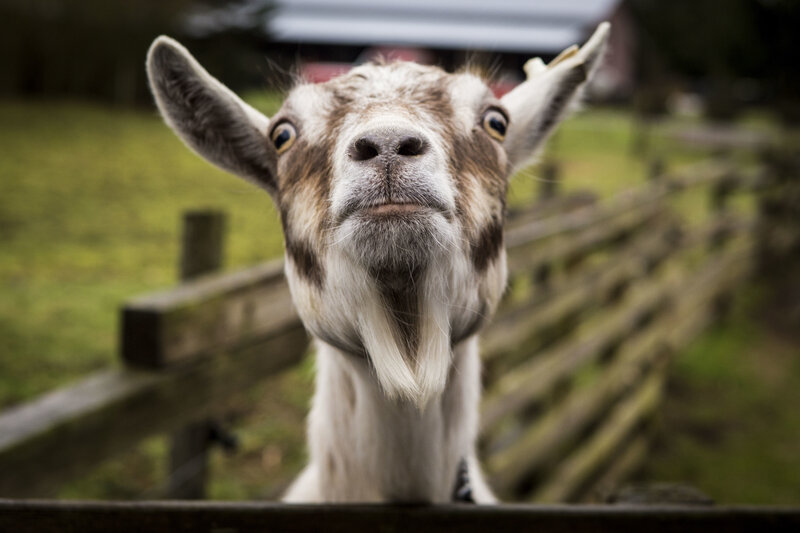 goat looking at camera