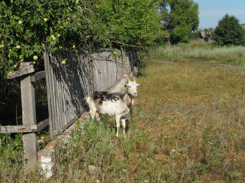 Goat Near Apple Tree — Green