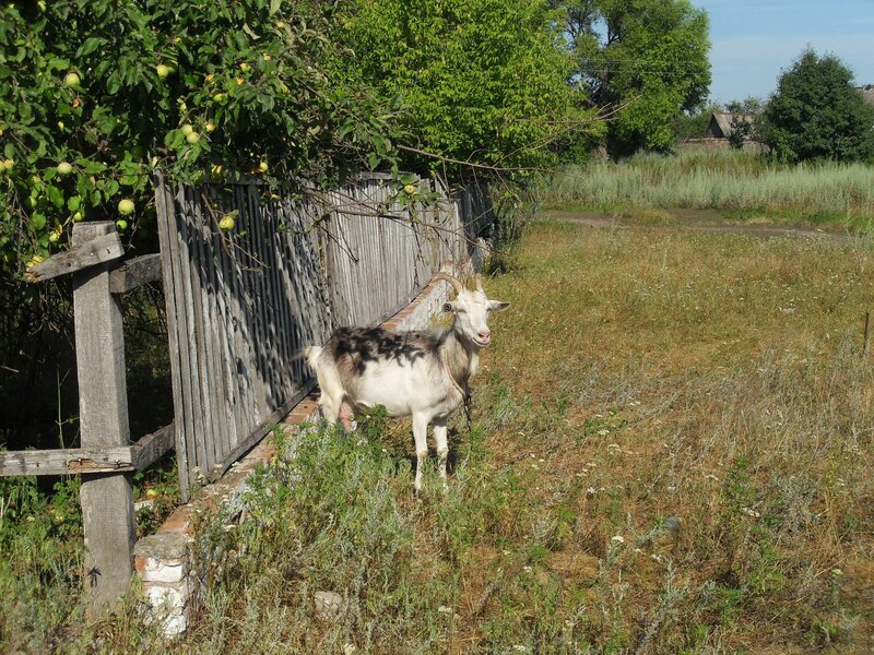 Goat near apple tree
