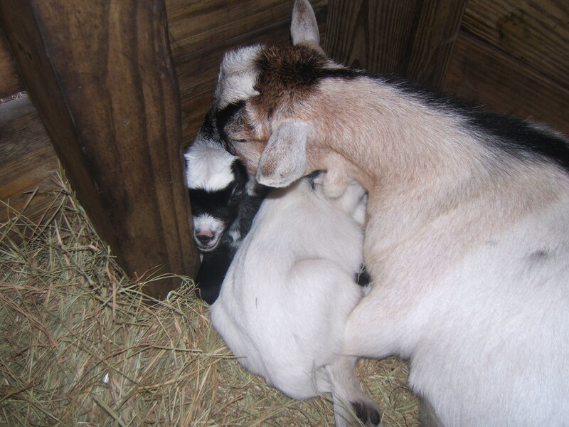 Goat Nursing Kids