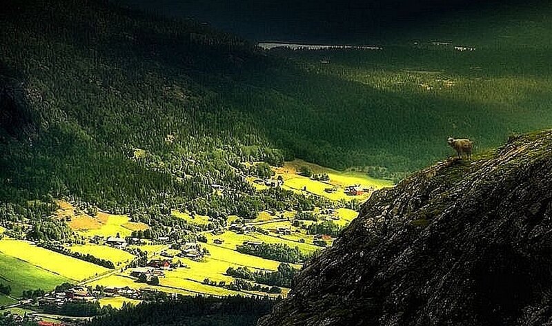 Goat on a Cliff