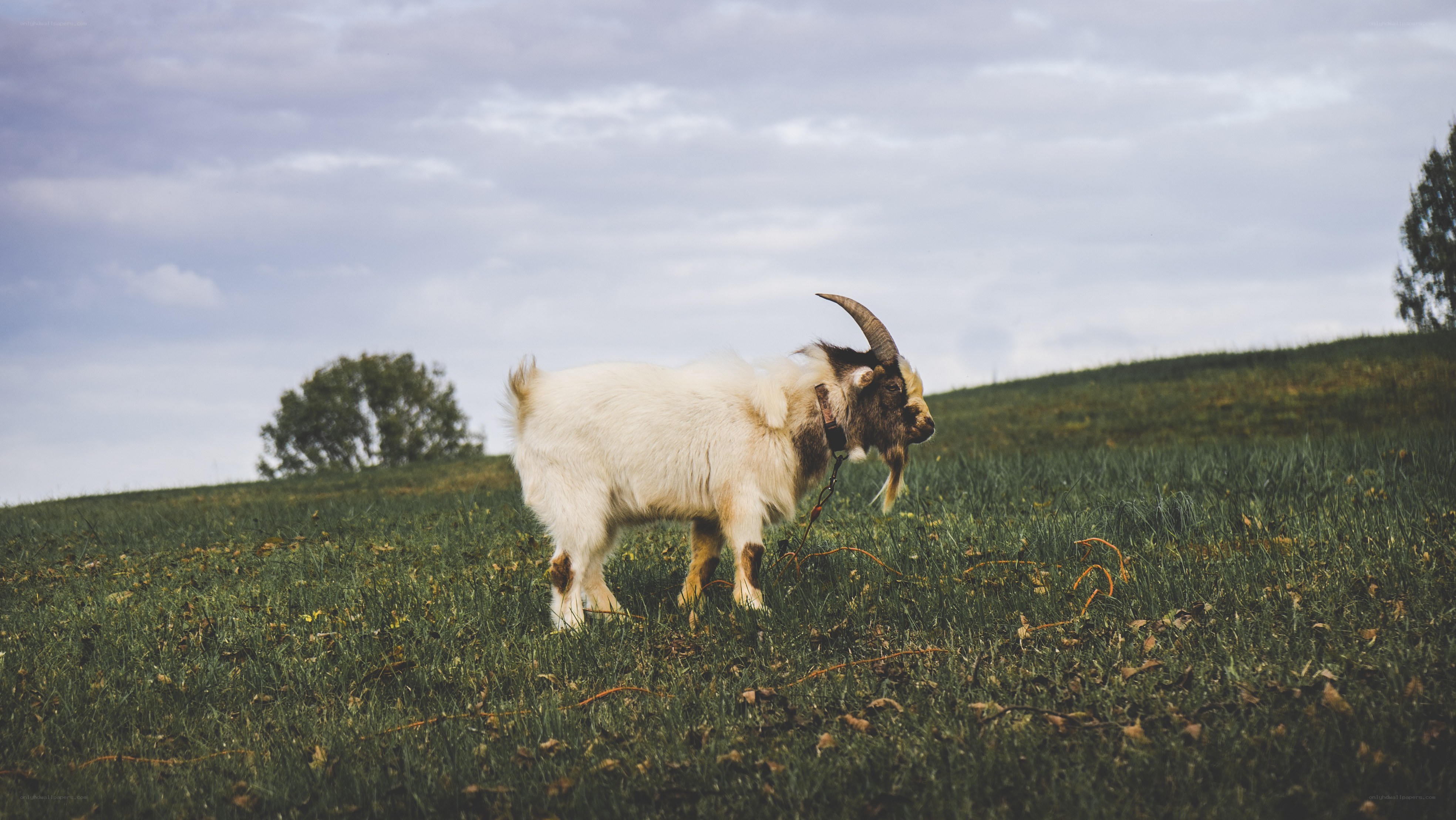 goat on a grassy hill