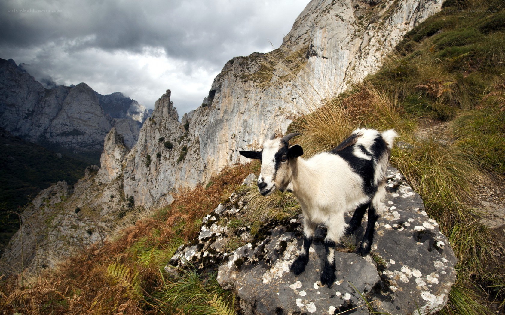 Goat on a mountain cliff