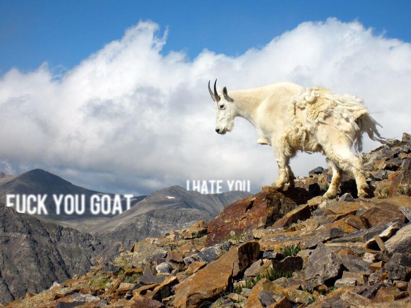 Goat on a mountain