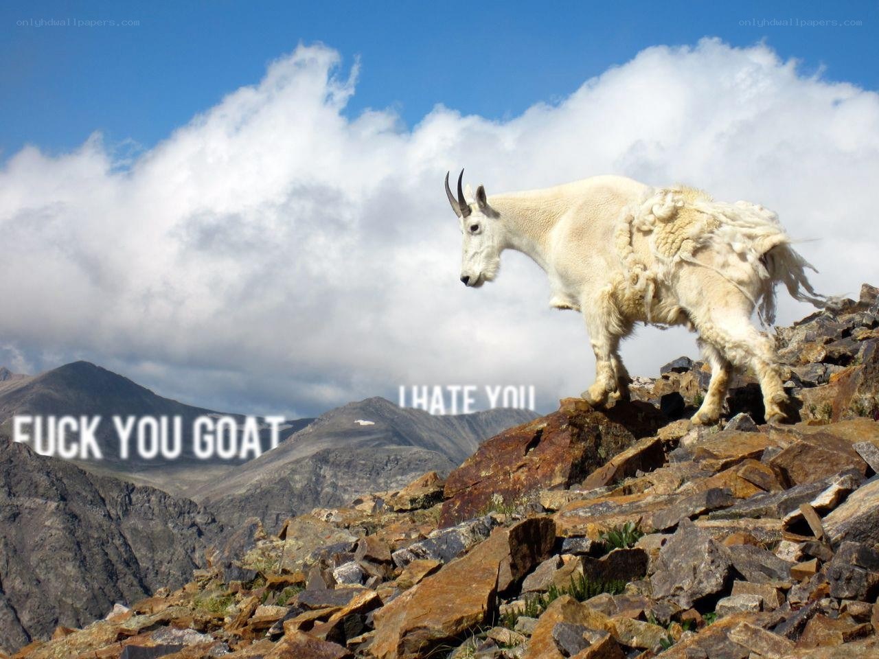 Goat on a mountain