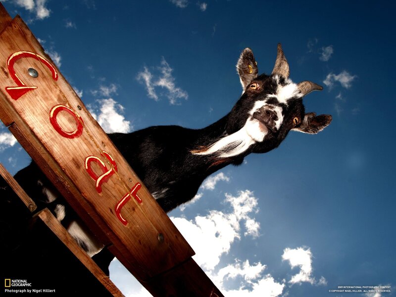 Goat on a wooden sign