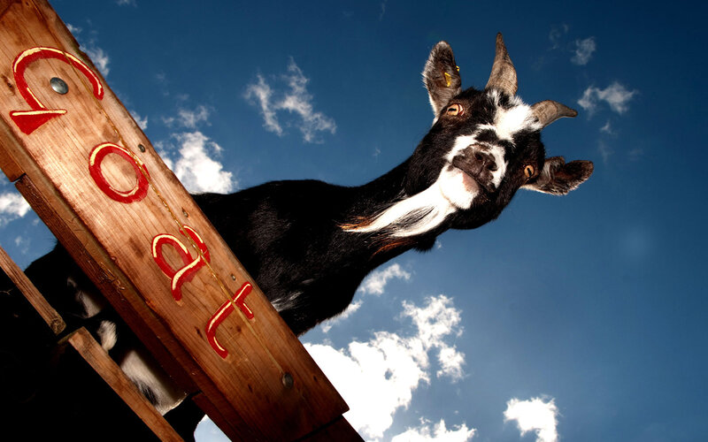 Goat on a wooden sign