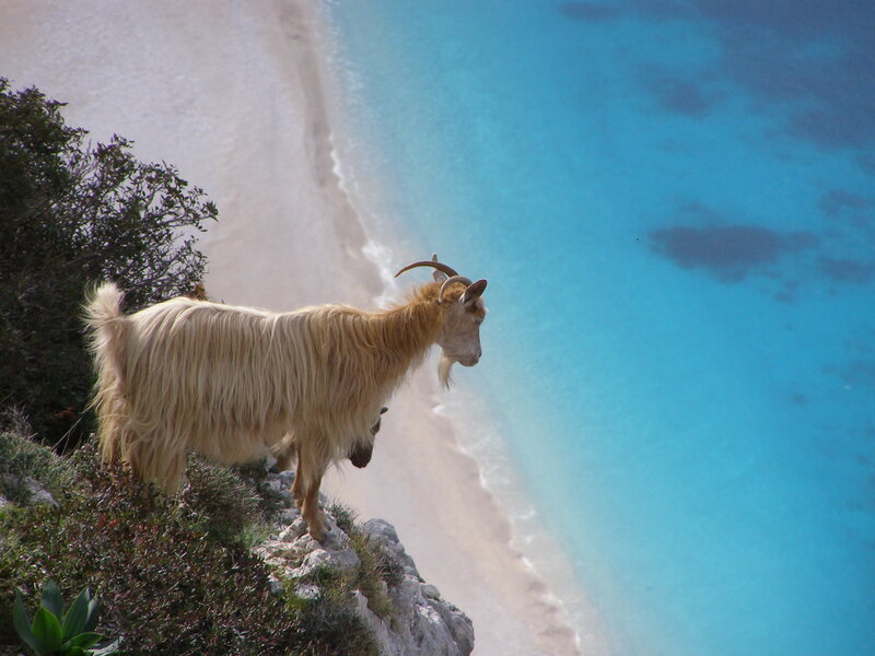 Goat on Cliff Edge