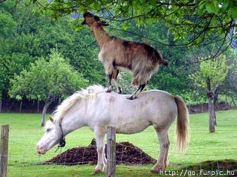 Goat on horseback