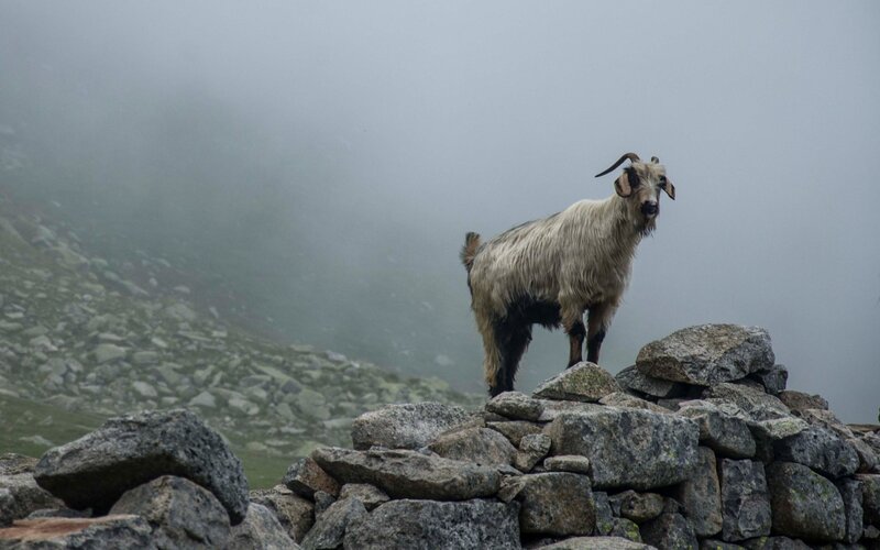 Goat on Rocky Hill
