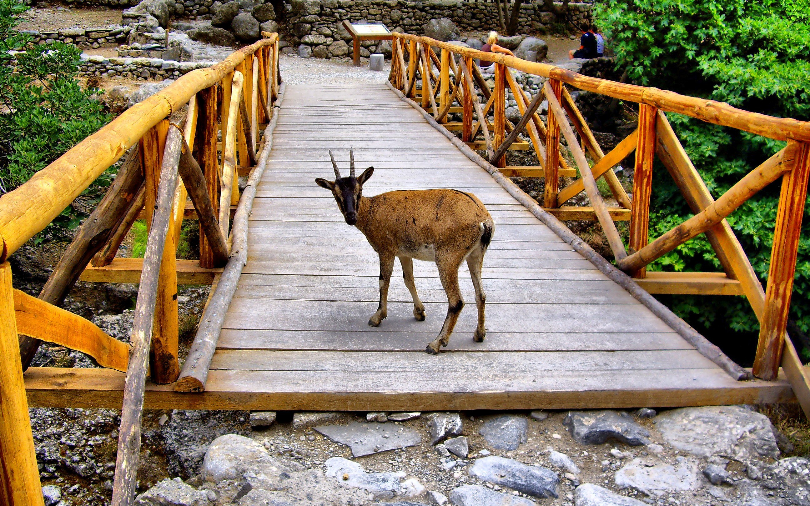 goat on wooden bridge