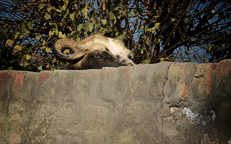 goat peeking over a wall