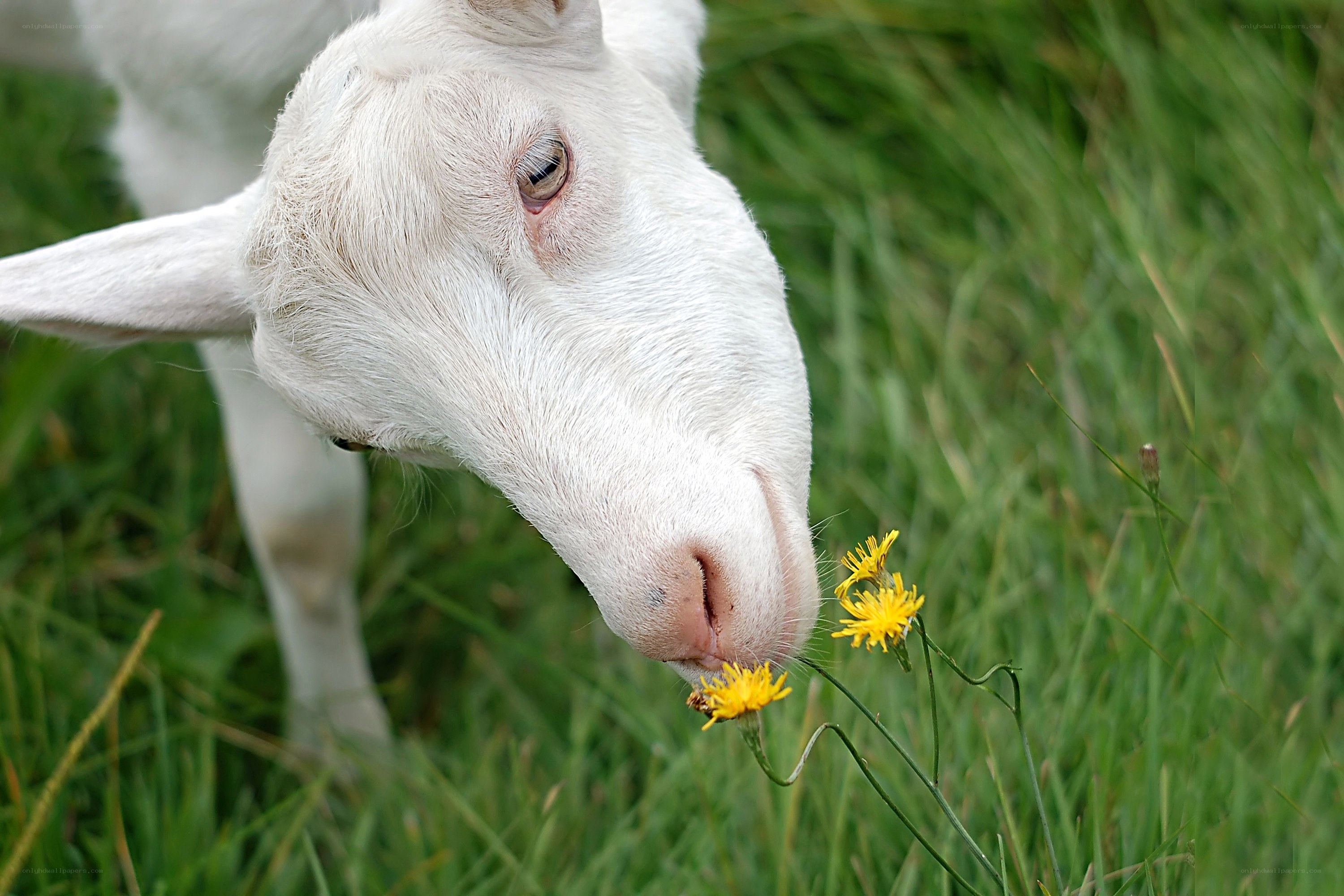 goat sniffing yellow flower
