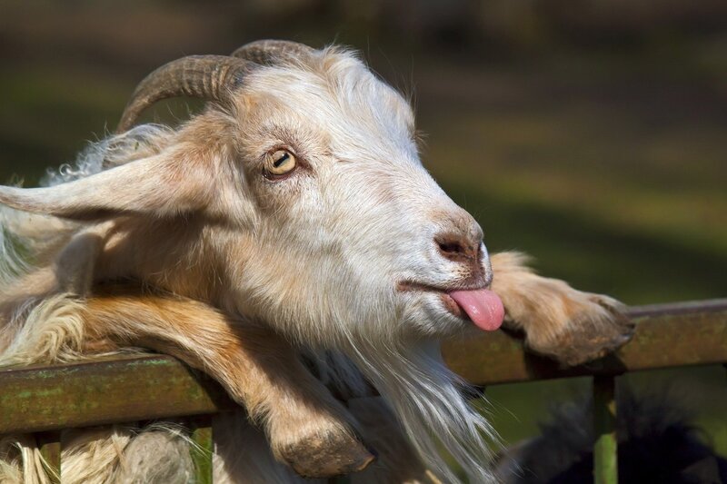 Goat sticking out its tongue