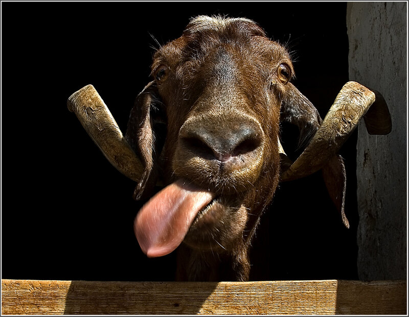 Goat sticking out its tongue