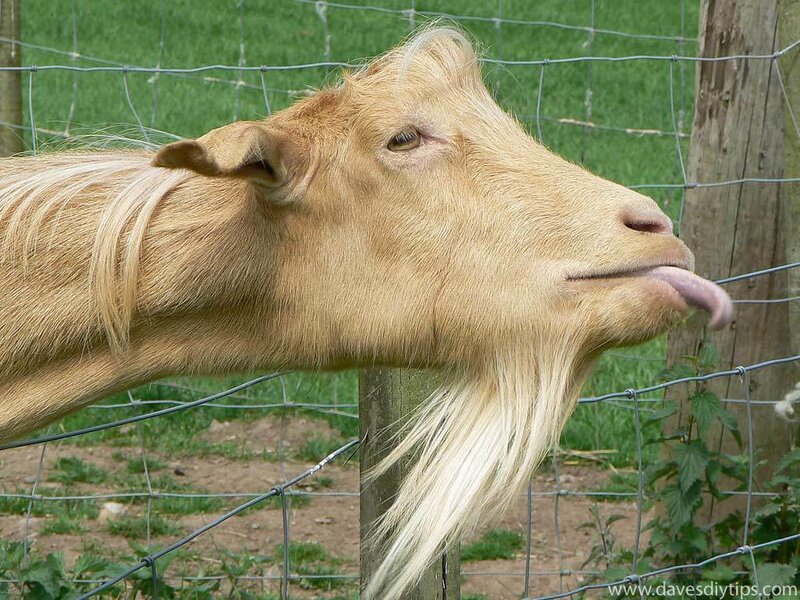 goat sticking out tongue