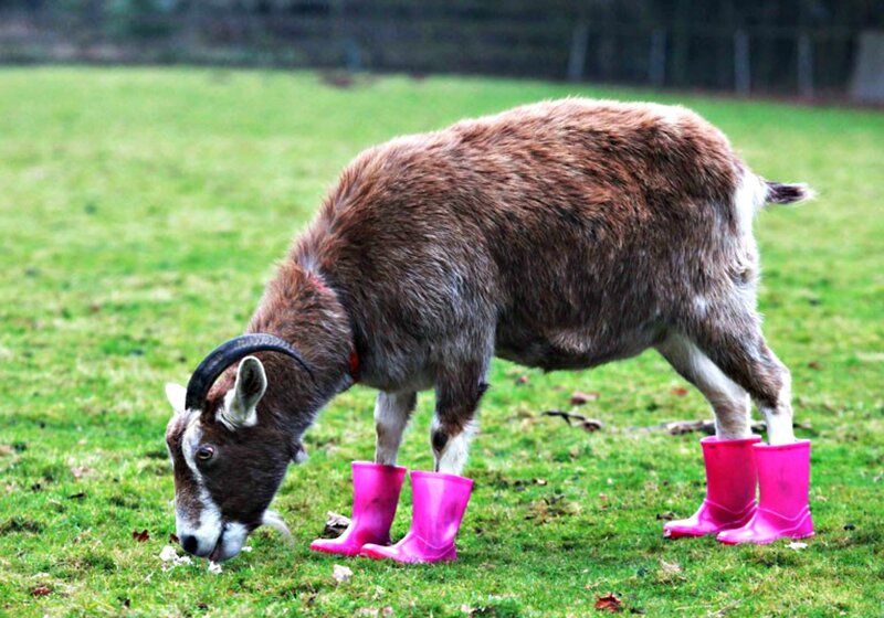 Goat Wearing Boots
