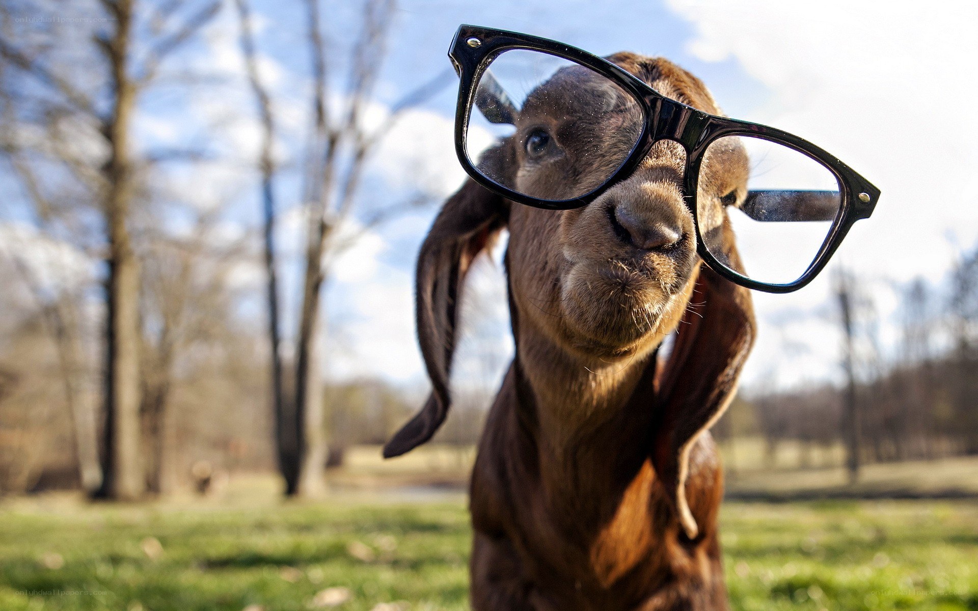 goat wearing glasses