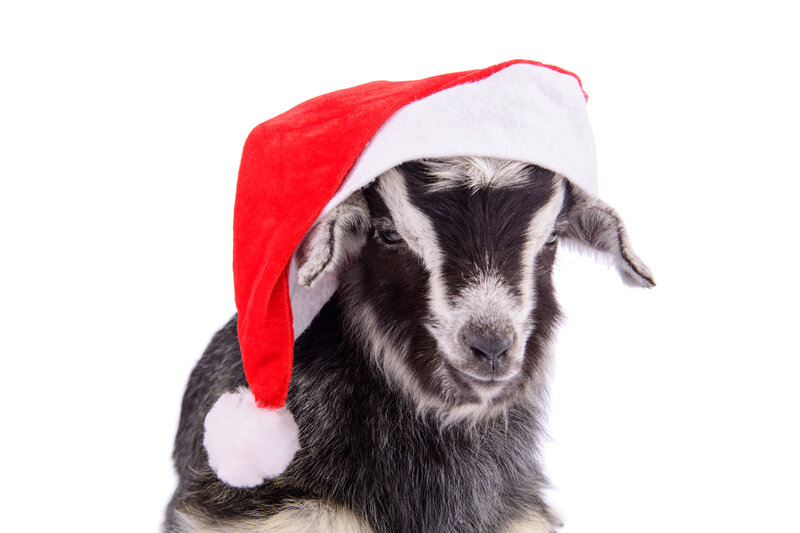 Goat Wearing Santa Hat