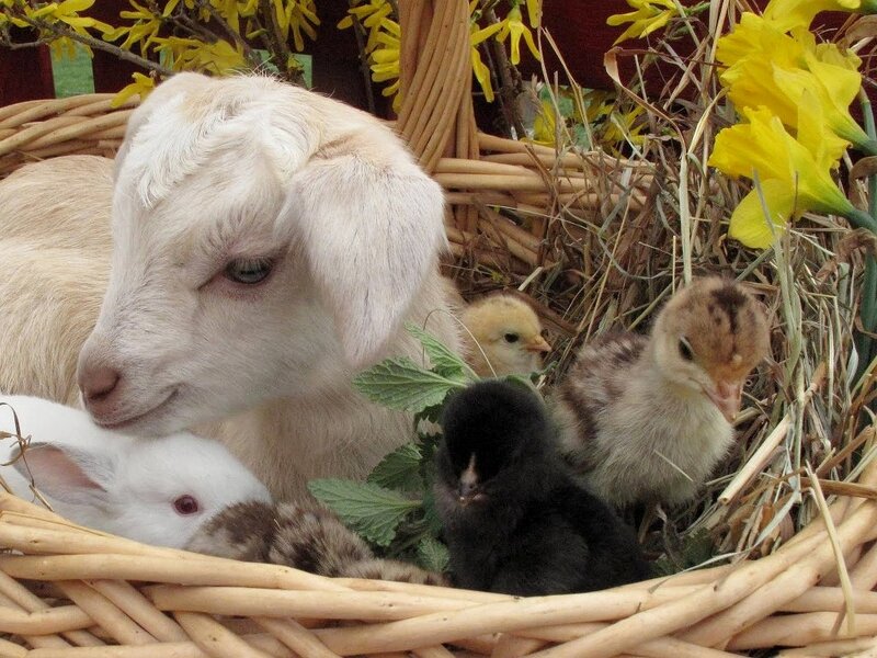 Goat with Chicks