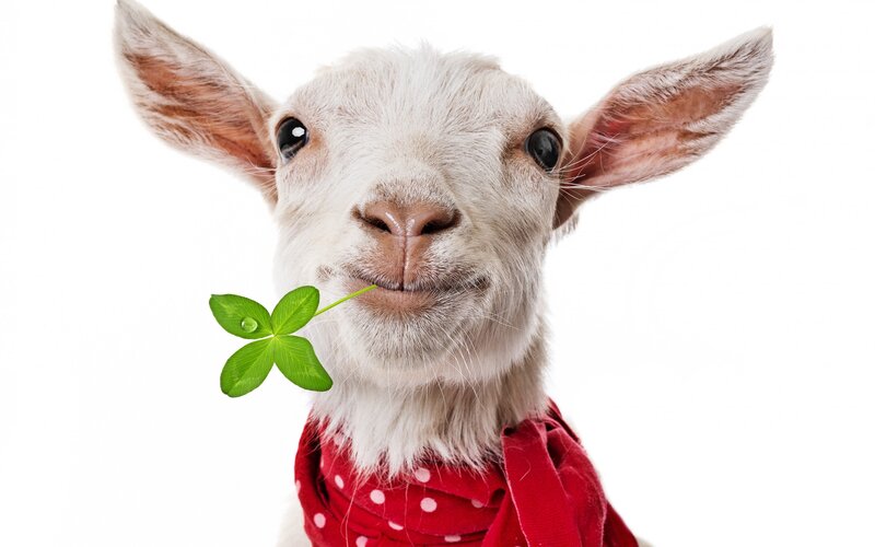 Goat with Clover