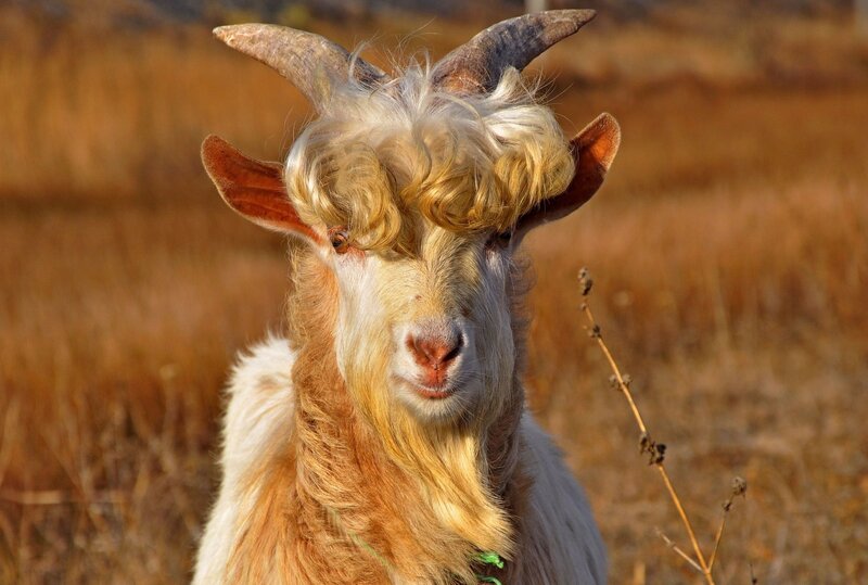goat with curly hair