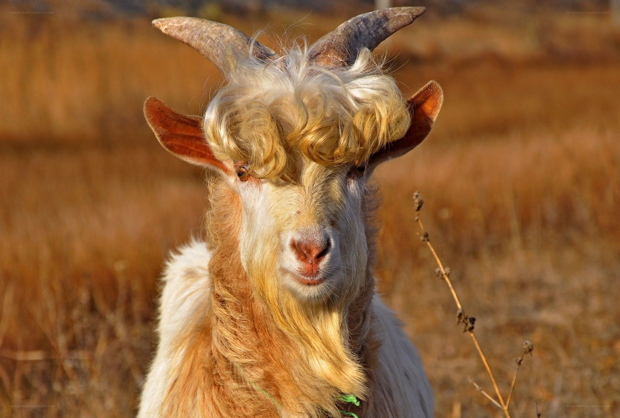 goat with curly hair
