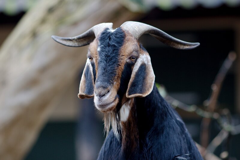 Goat with Curved Horns — Black