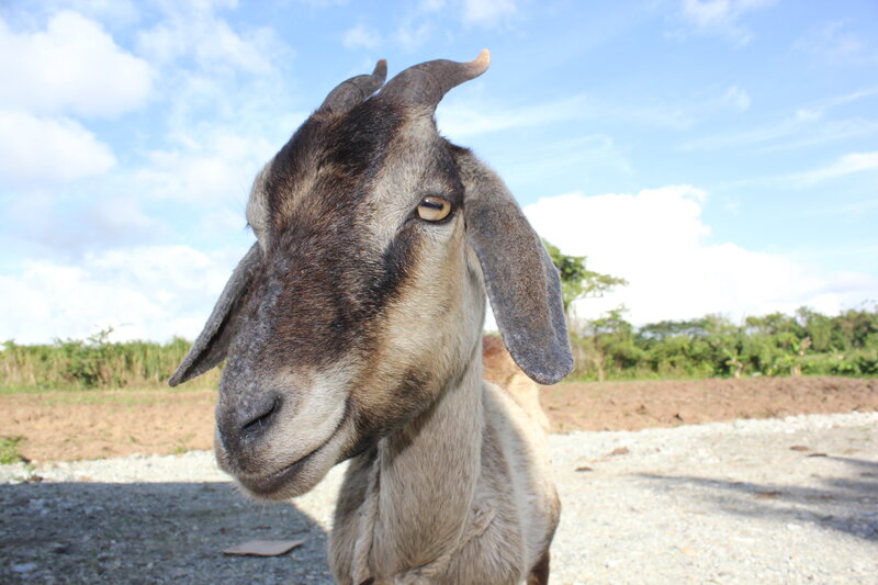 Goat with Curved Horns — Blue