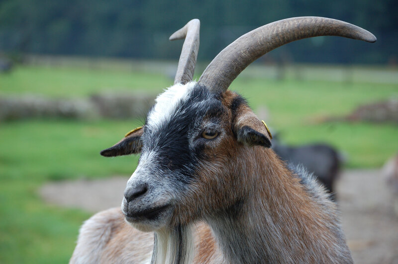 Goat with Curved Horns — Brown