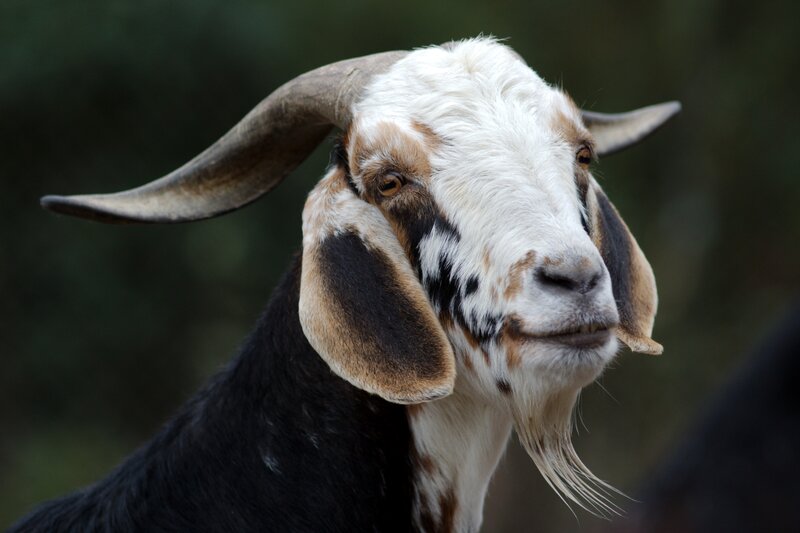 Goat with Curved Horns — White