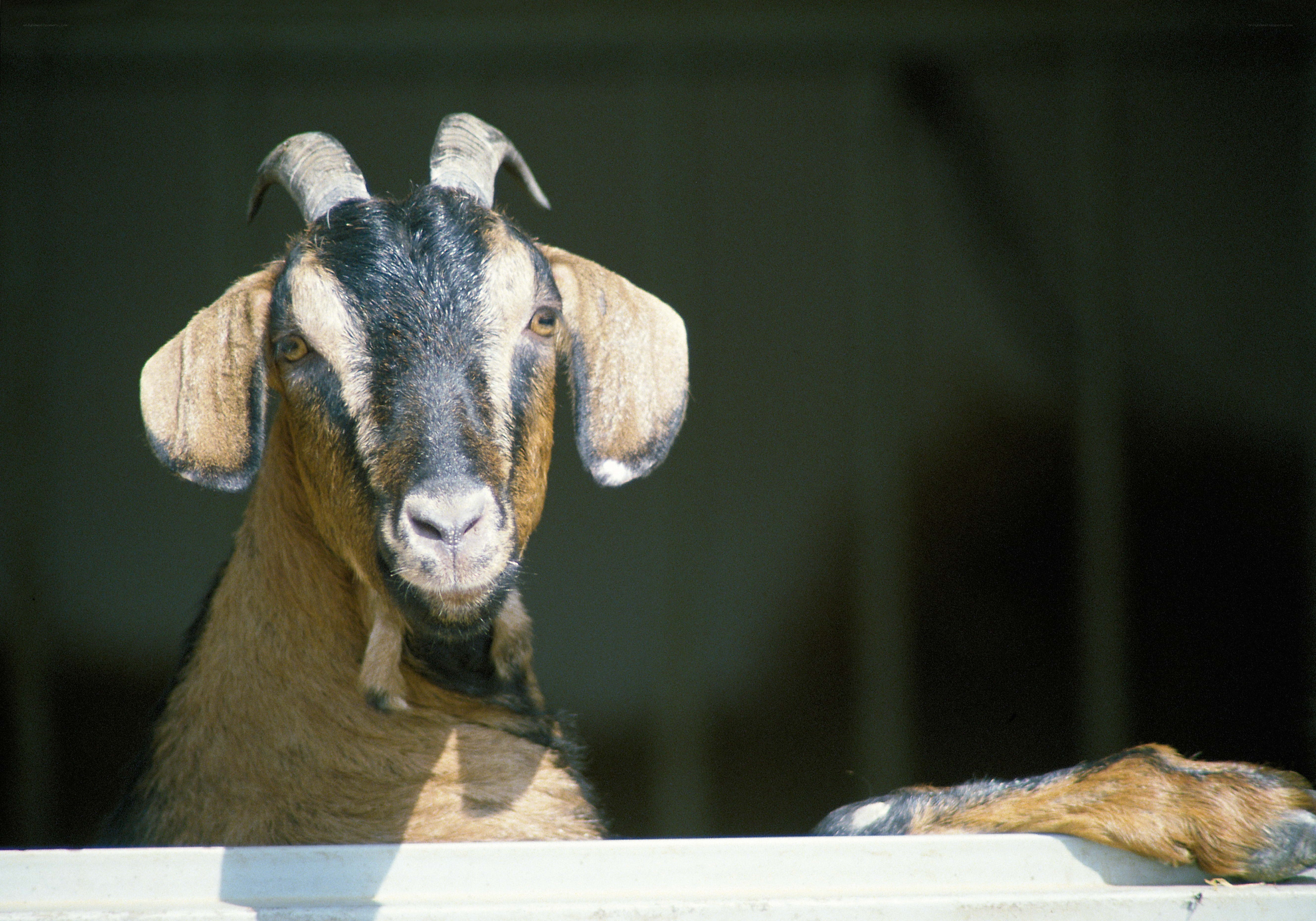 goat with curved horns