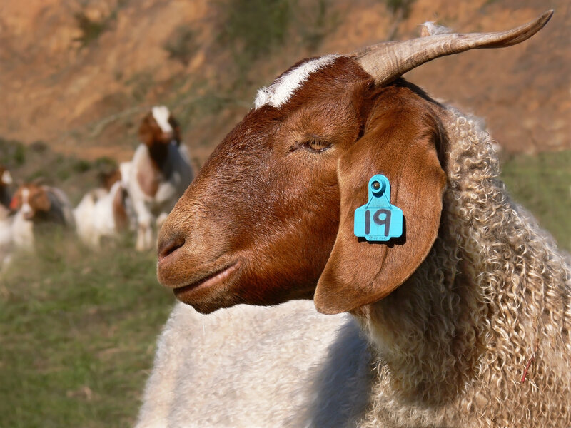 goat with ear tag