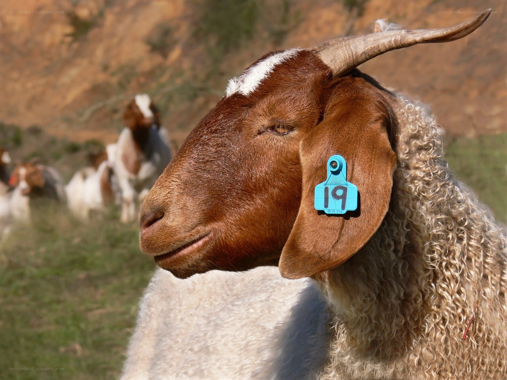 goat with ear tag