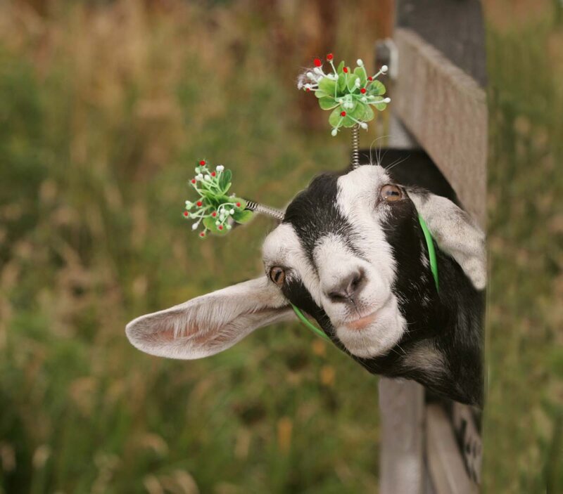 Goat with Flower Headbands — Black
