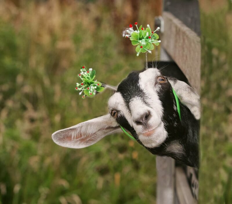 Goat with Flower Headbands