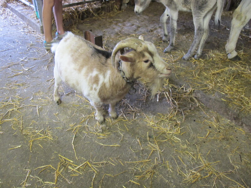 Goat with Horns