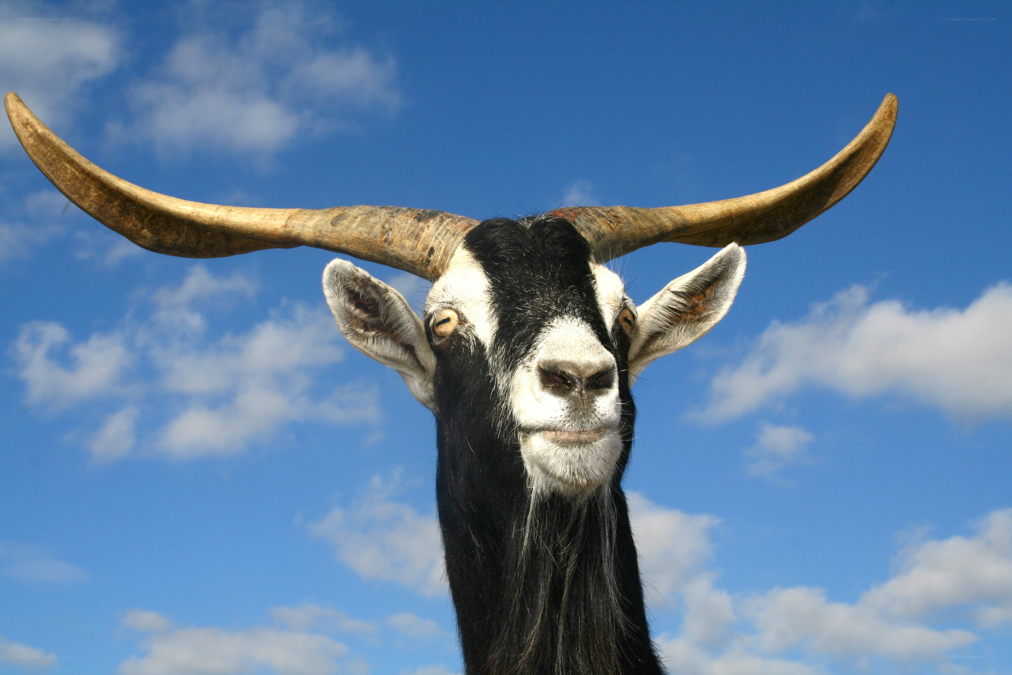 goat with large horns