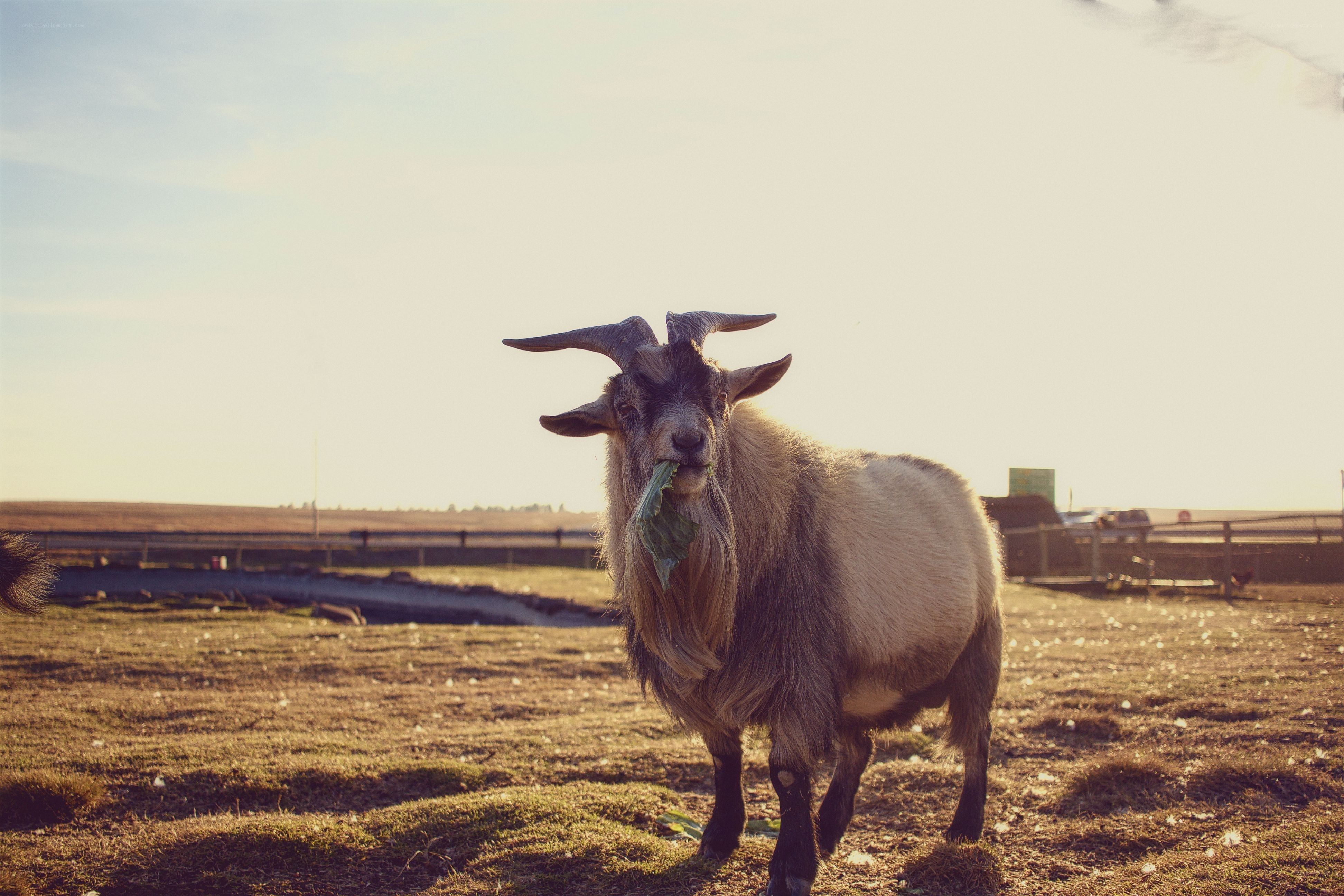 goat with leaf in mouth