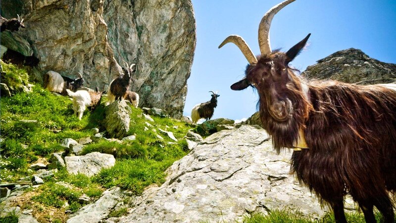 Goat with Long Horns