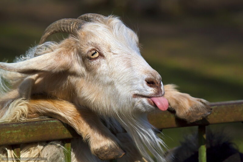 Goat with Tongue Out — White, Playful