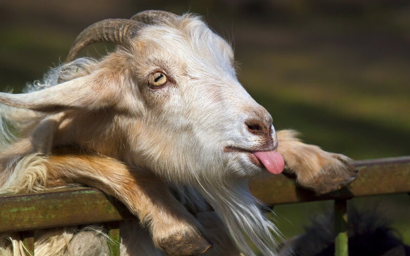 Goat with Tongue Out — White