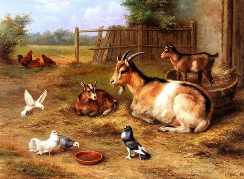 Goats and Poultry in Barnyard