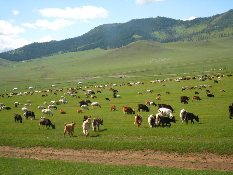 Goats and Sheep Grazing