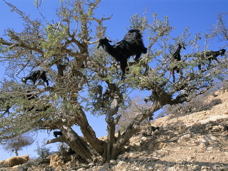 Goats climbing a tree