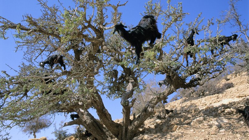 Goats climbing a tree