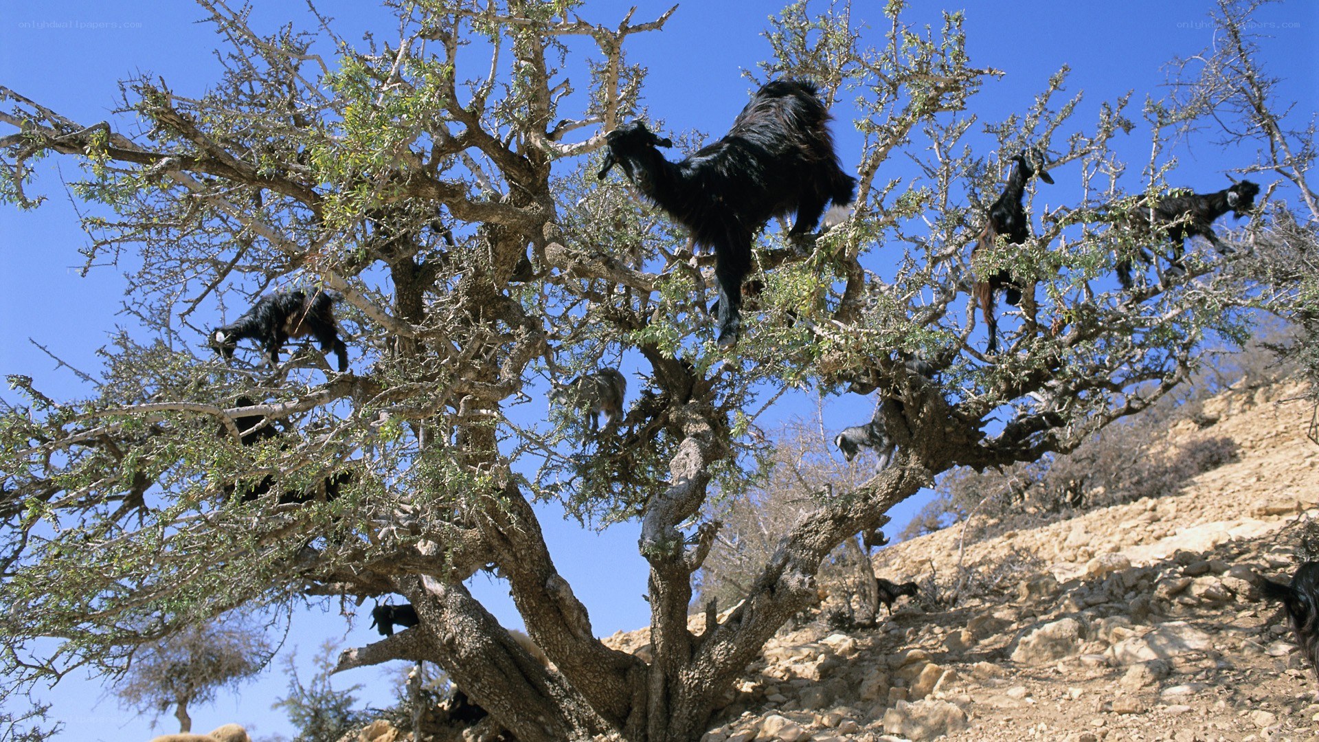 Goats climbing a tree