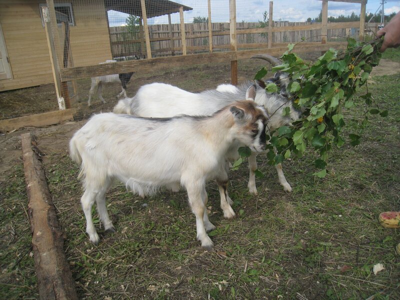 Goats eating leaves from a branch