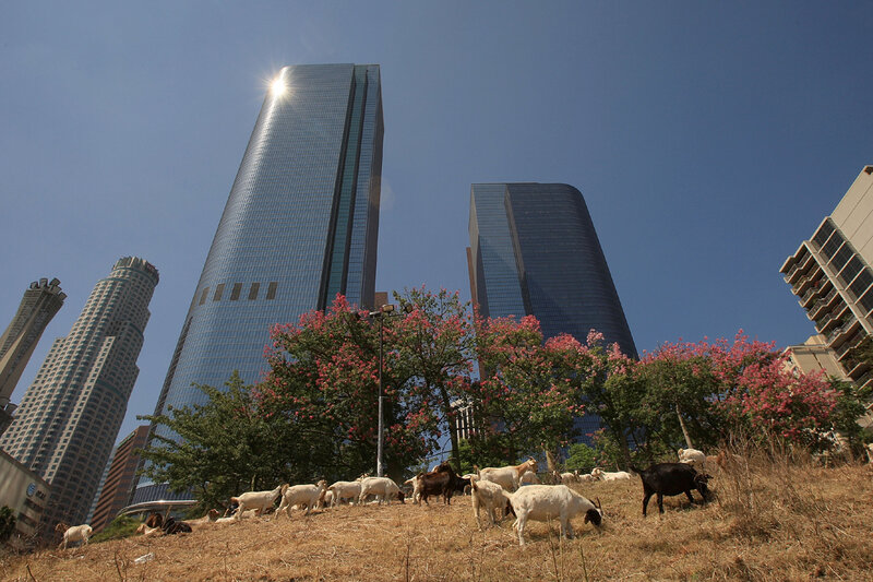 Goats graze near skyscrapers
