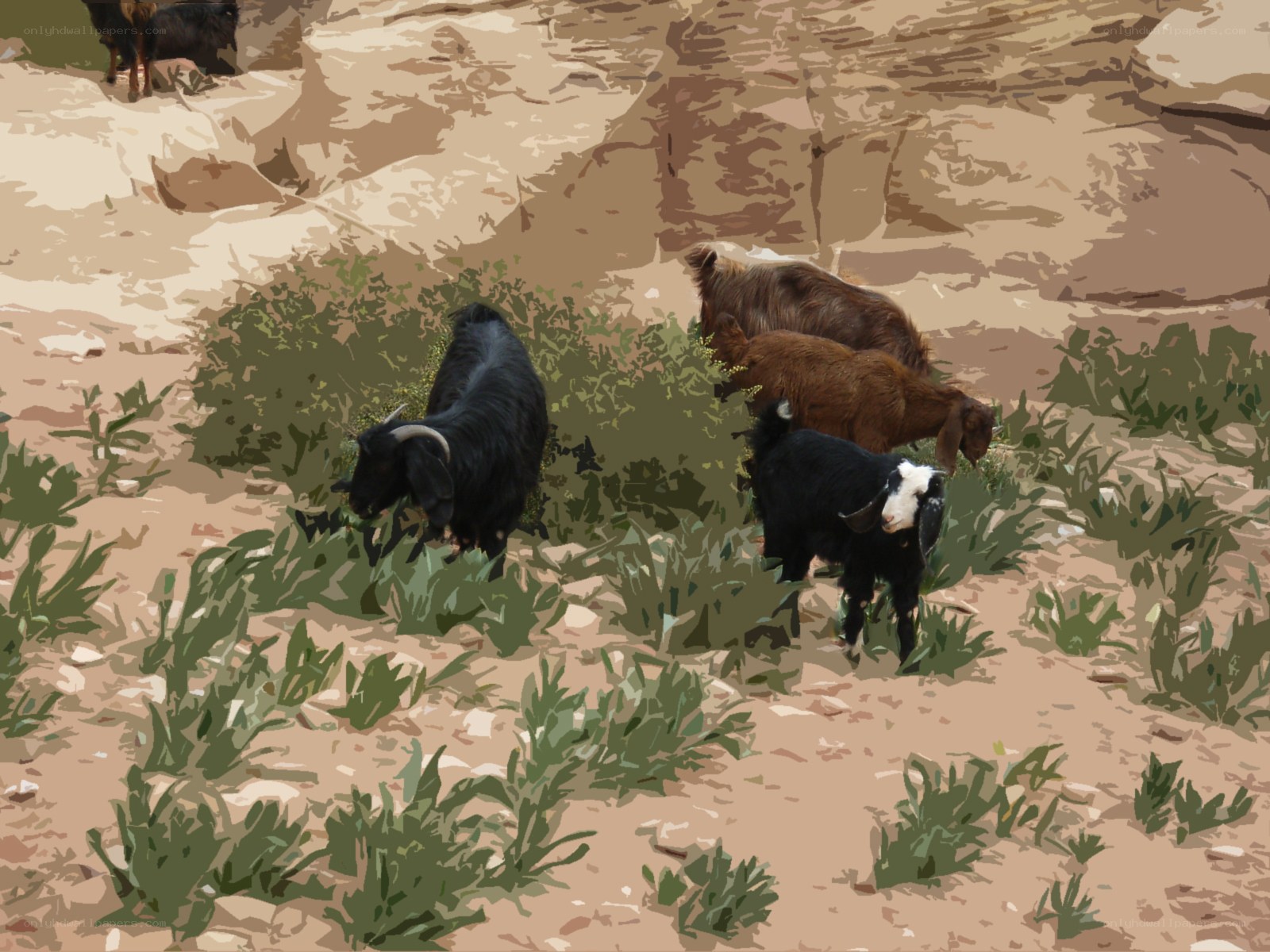 Goats grazing in desert